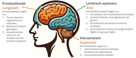 Wat is de basis van impulscontrole
