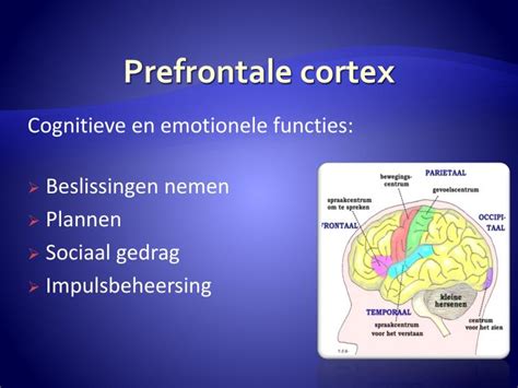 Wat is de functie van de prefrontale cortex