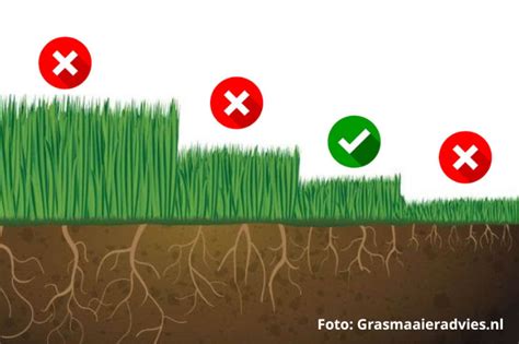 Wat is de ideale maaihoogte