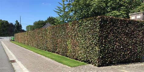 Wat is een groene erfafscheiding