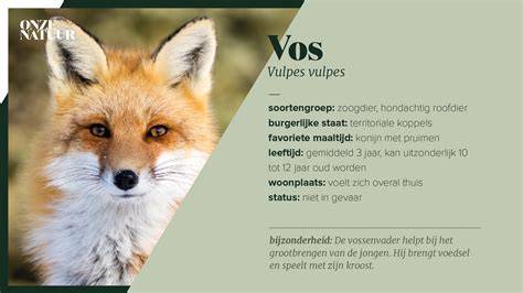 Wat is een vos dossier