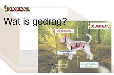 Wat is gestoord gedrag