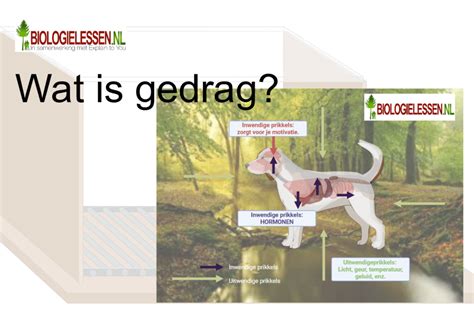 Wat is inhibitie gedrag