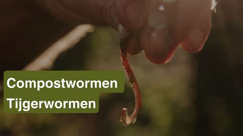 Wat zijn tijgerwormen Wat zijn tijgerwormen