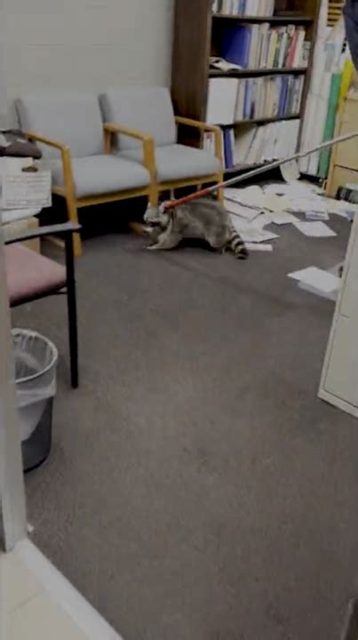 Watch: 'Feisty' raccoon breaks into Colorado Parks and Wildlife office