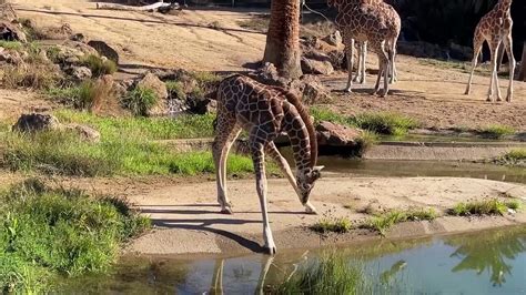 Watch: Baby giraffe at Oakland Zoo struggles to drink from pond