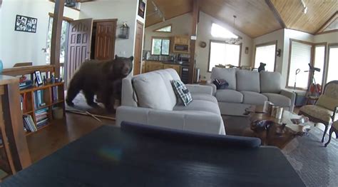 Watch: Bear breaks into Colorado home, steals steak