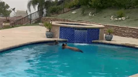 Watch: Bears keep taking dips in Los Angeles area pools