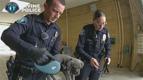Watch: California police give pit bull puppy Narcan after possible fentanyl exposure
