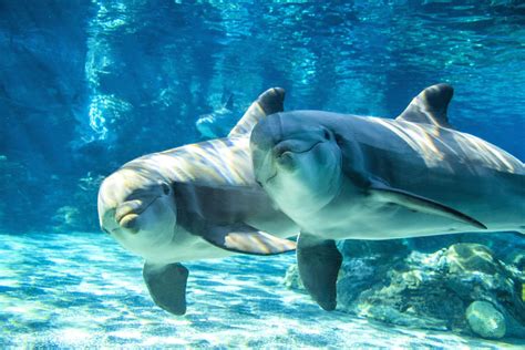 Watch: Celebrate the holiday season with animals at SeaWorld San Diego, San Diego Zoo