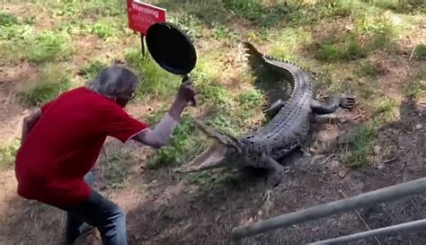 Watch: Charging crocodile is sent fleeing by a frying pan - For The …