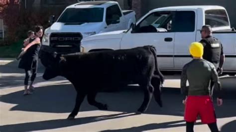 Watch: Deputies chase runaway cow through Colorado neighborhood, playground