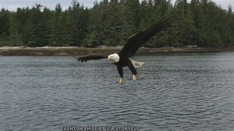 Watch: Eagle swoops in to steal fisherman’s catch WANE 15