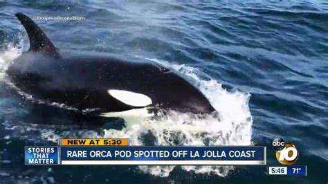 Watch: Orcas spotted off the coast of San Diego
