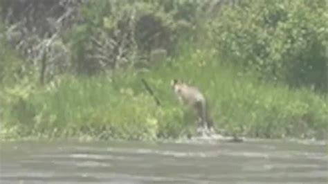 Watch: Rare sighting of mountain lion swimming across Eagle River