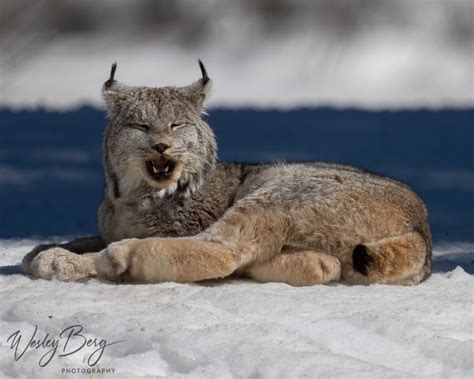 Watch: Rare sunbathing lynx captured on video near Silverton