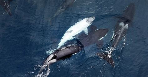 Watch: Rare white killer whale calf spotted off Southern California coast