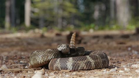 Watch: Rattlesnake coils, rattles as hikers pass
