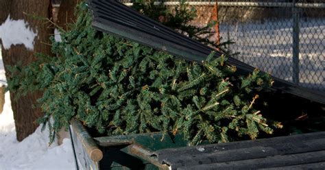 Watch Christmas trees getting recycled at Cherry Hinton Hall