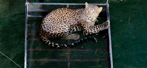 Watch Incredible Moment a Drowning Leopard That Fell Down