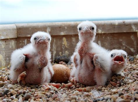 Watch Missouri peregrine falcon chicks hatch and grow
