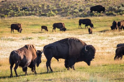 Watch Over 150 Bison Weave Through Traffic in Yellowstone as Wint…