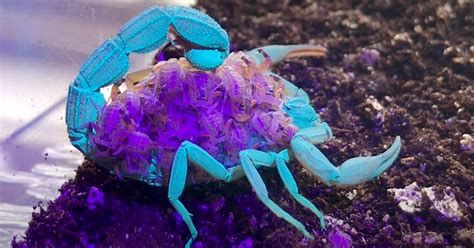 Watch a Scorpion and Its Young Glow Different Colors Under