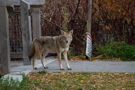 Watch out: Increased sightings of wild coyotes in Arvada