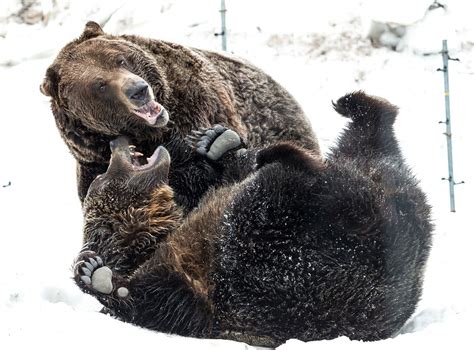 Watch the Grouse Mountain grizzlies via webcam