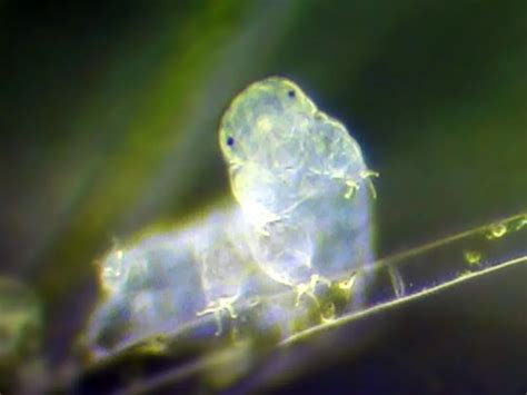 Water Bears Are the Master DNA Thieves of the Animal World