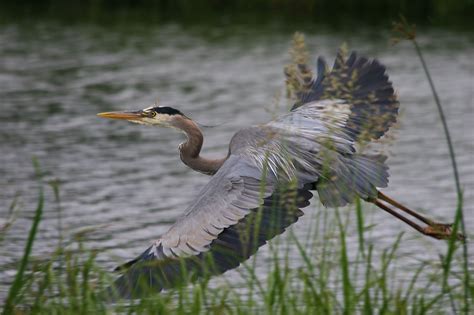 Water Conditions - Blue Heron