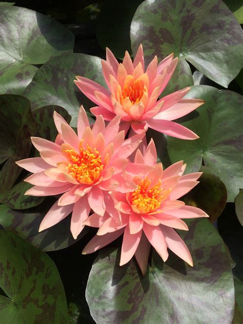 Water Lily Flower Care Guide: How to Grow Water Lilies