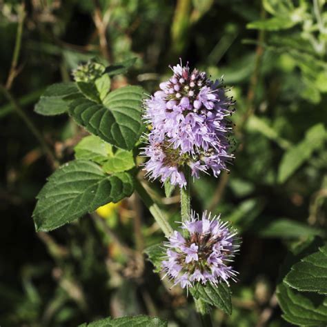 Water Mint Plant Uses, Care & Seeds Guide (Mentha aquatica