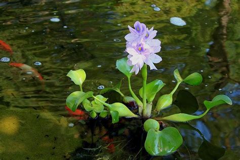 Water Plants Floating - Etsy