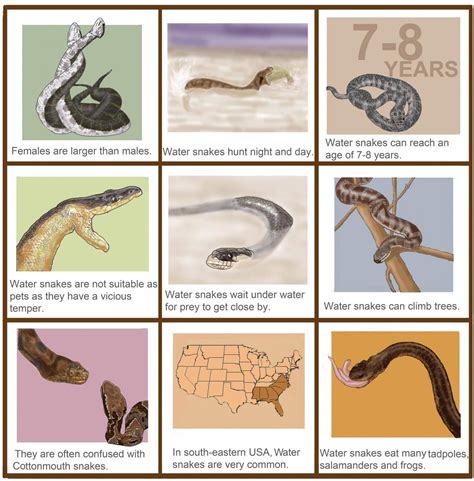 Water Snake hunting, life-cycle, diet and dimorphism