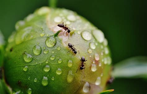 Water ants. Moisture Ant Habits. They nest in damp or rotting wood. Unlike carpenter ants, they will not spread beyond the borders of wet wood, but will remain within damp wood. Some … 