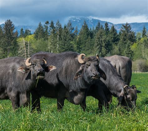 Water buffalo dairy showcases diversity Of North Carolina