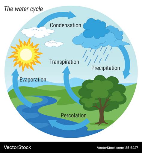 Water cycle labeled diagram. The water cycle is the co