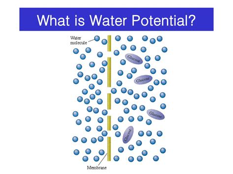 Water potential. Things To Know About Water potential. 