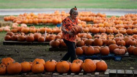 Water woes, hot summers and labor costs are haunting pumpkin farmers in the West