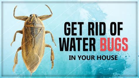 Waterbugs in house. Aug 31, 2022 ... Most of the time, water bugs will have been attracted to your home by large bodies of water outside — from here, they could get in by accident. 