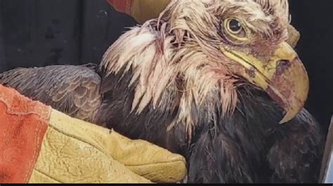 Waterford nature lovers help rescue injured eagle