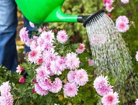 Watering mums. Sep 1, 2014 · To do this, choose a container that is a little bigger than the container your mums came in. Fill the bottom of the new pot with a good quality potting soil. Carefully remove the mum from its nursery pot. Break up any roots you can, or simply rough them up by rubbing them. Put the plant in the new pot, making sure the surface of the soil rests ... 