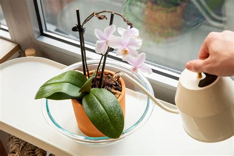 Watering orchids in pots