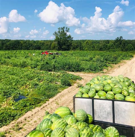 Watermelon farm near me. Farao. We import round and long watermelons in different sizes starting from 5kg and going up to 30kg. Look for the Sweet Aliki logo so that you can be sure that each melon has been given that personal inspection and touch of the Watermelon King. Quality Watermelon Supplier for London & United Kingdon, sourced from across Europe, Africa & Asia. 