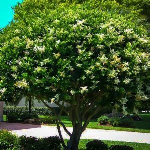 Waxleaf Ligustrum - Perfect Plants Nursery