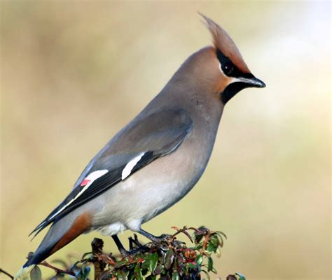 Waxwings Bird Family Overview - The RSPB