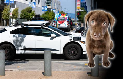 Waymo vehicle hits and kills small dog in SF