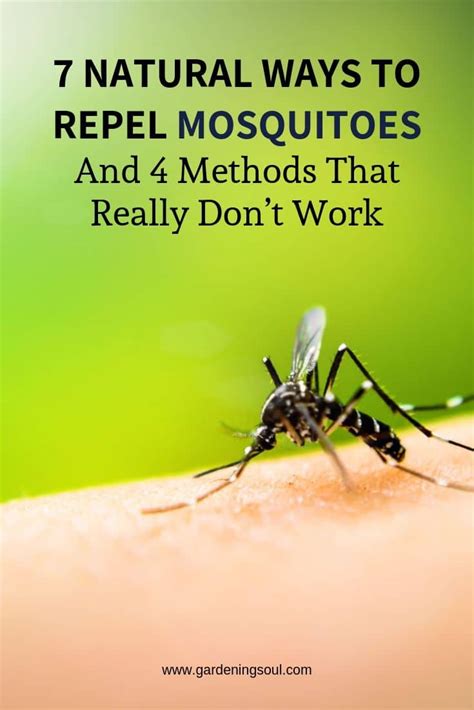 Ways to repel mosquitoes in Colorado
