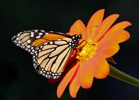 You can help by creating "Monarch Waystations" (monarch habitats) in home gardens, at schools, businesses, parks, zoos, nature centers, along roadsides, and on other unused plots of land. Creating a Monarch Waystation can be as simple as adding milkweeds and nectar sources to existing gardens or maintaining natural habitats with milkweeds.. 
